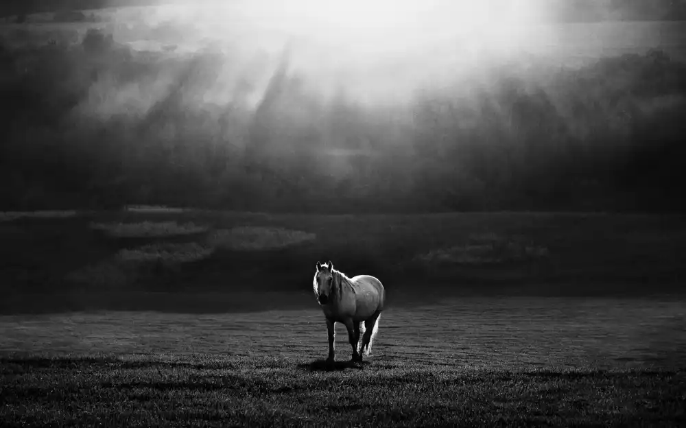 Svoboda, Peter: morning appearance
