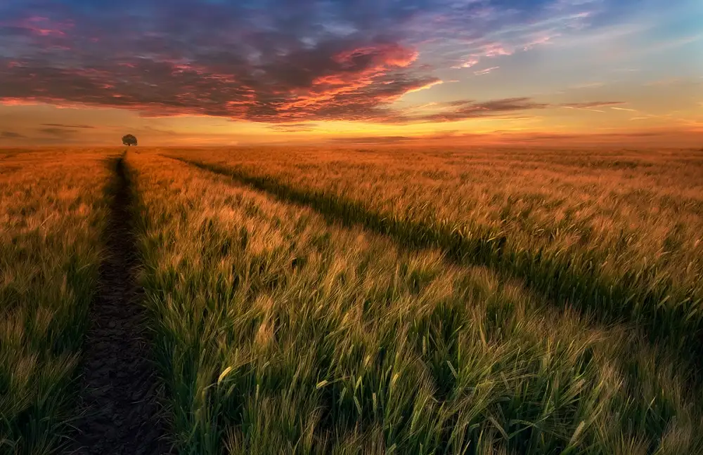 Krol, Bax Piotr: Somewhere at sunset