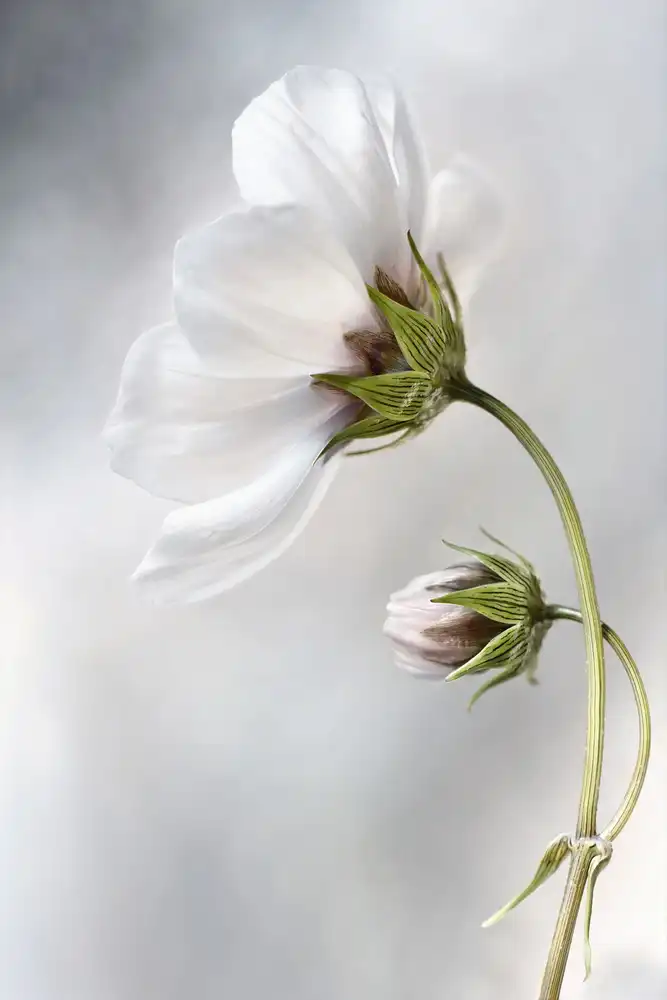 Disher, Mandy: Heavenly Cosmos