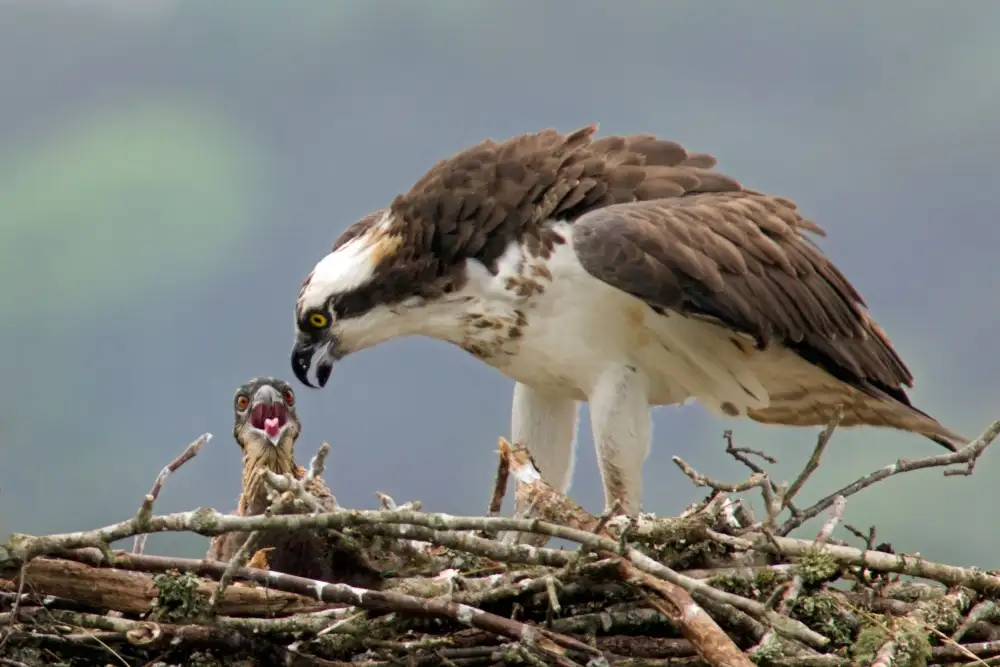 Kalathas, Nick: Feed Me!