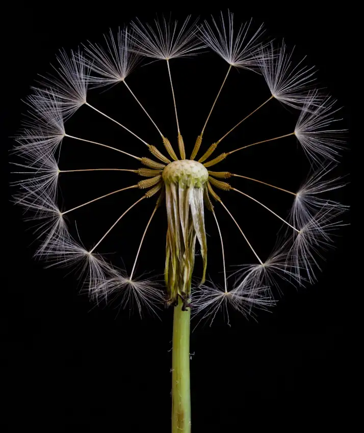 Lionse, Art: The Wheel
