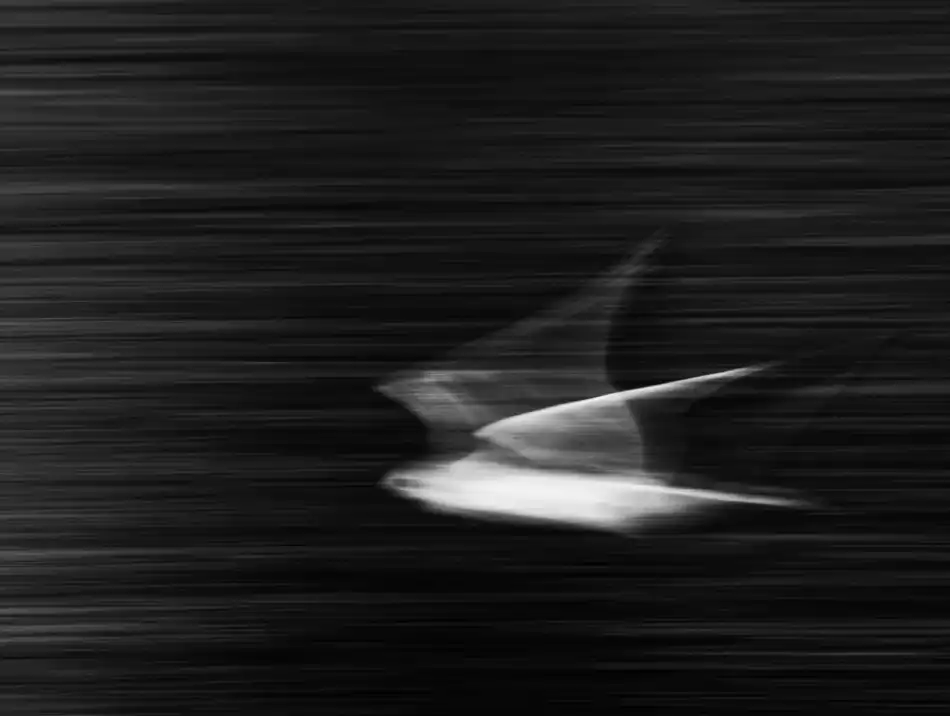 Cheli, Ivano: Fly