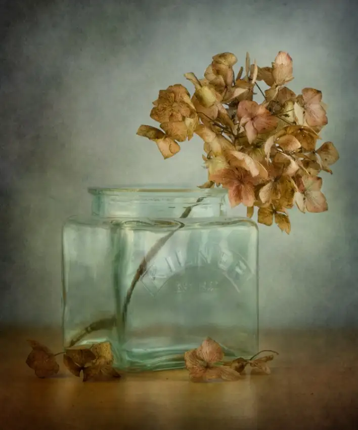 Disher, Mandy: Hortensia