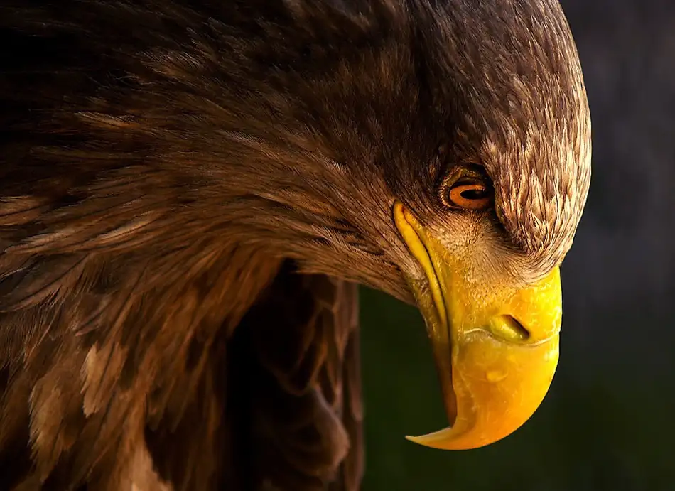 K.H., Adriana: Eagle pursues prey