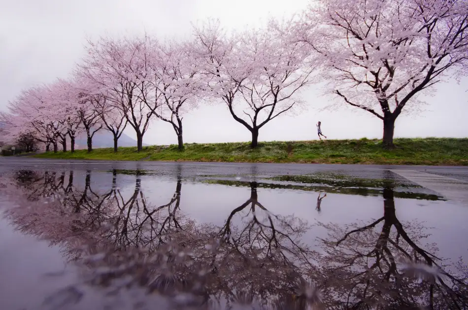 Tomihisa, Kouji: Rain of spring