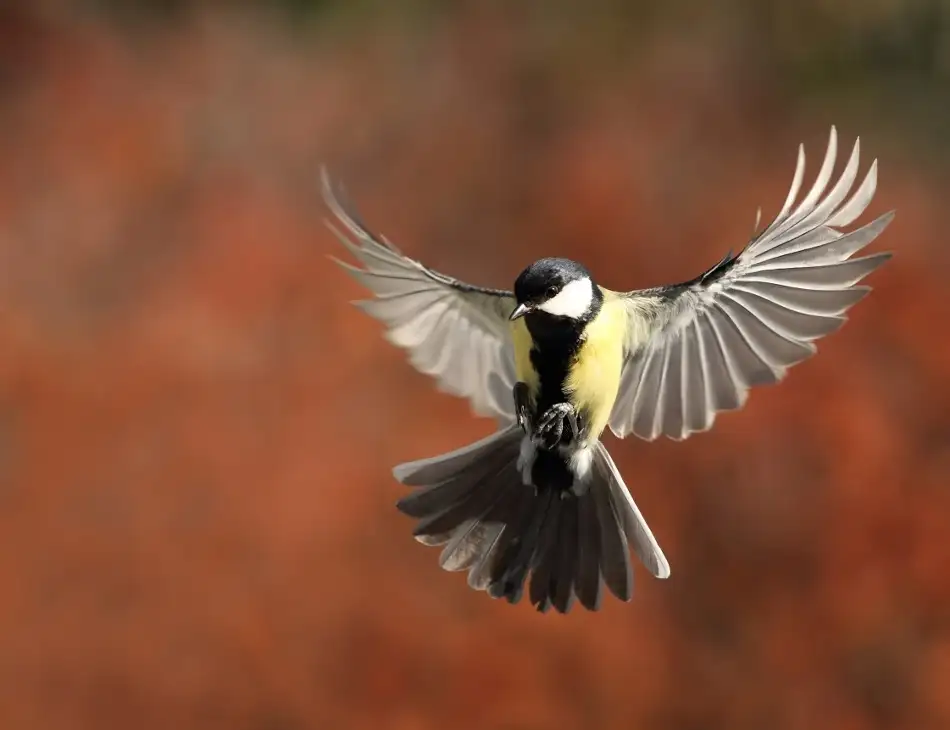 Thierry, Barré: Fly