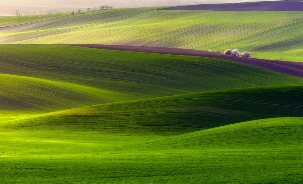 Krol, Bax Piotr: Verdant land