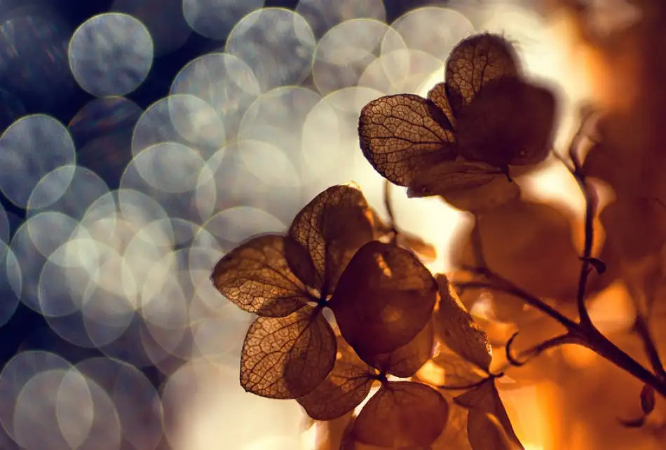 Dim, - Dimitar: .:.:.**