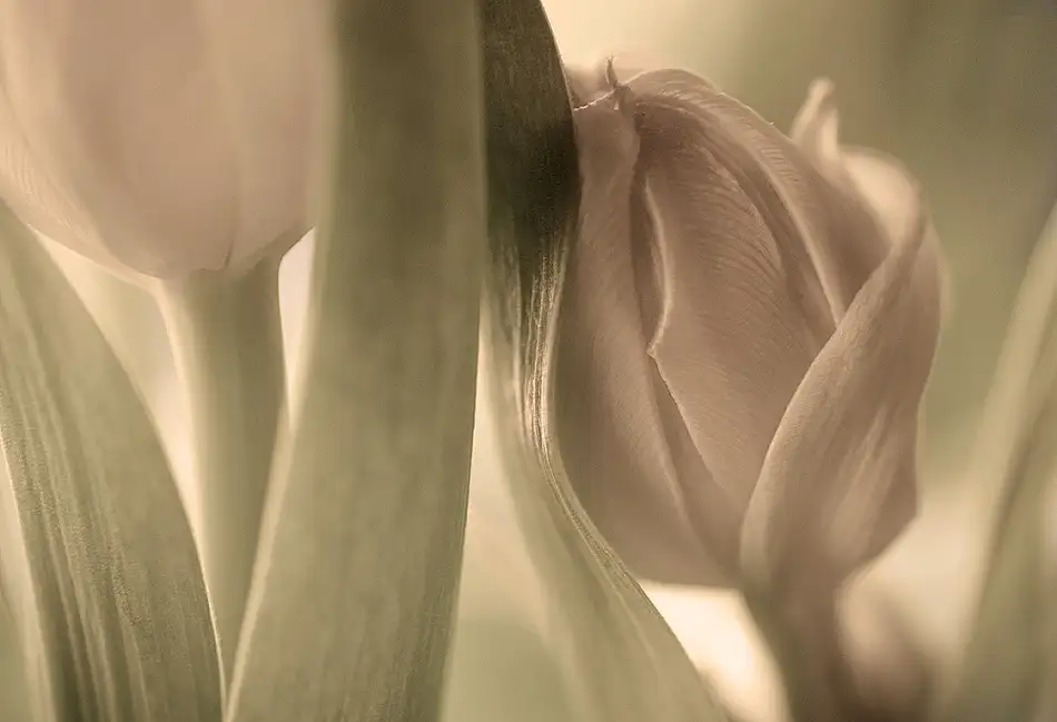 Wallberg, Allan: Tulpen