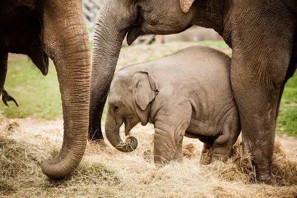 Zuzana a Josef Havlin: Baby elephant