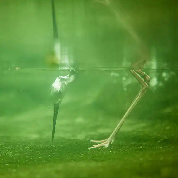 Zuzana a Josef Havlin: Heron