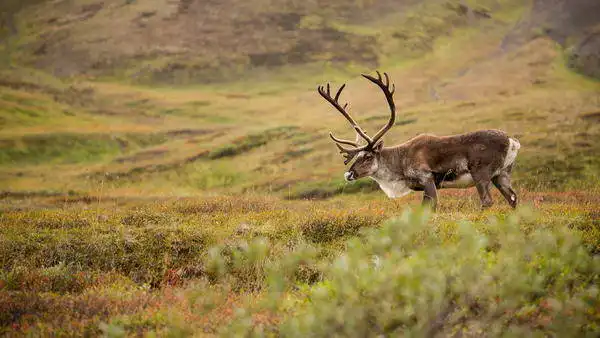 Zuzana a Josef Havlin: Life in Alaska