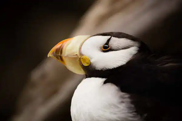 Zuzana a Josef Havlin: Alaskan puffin