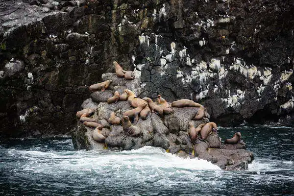 Zuzana a Josef Havlin: Seals