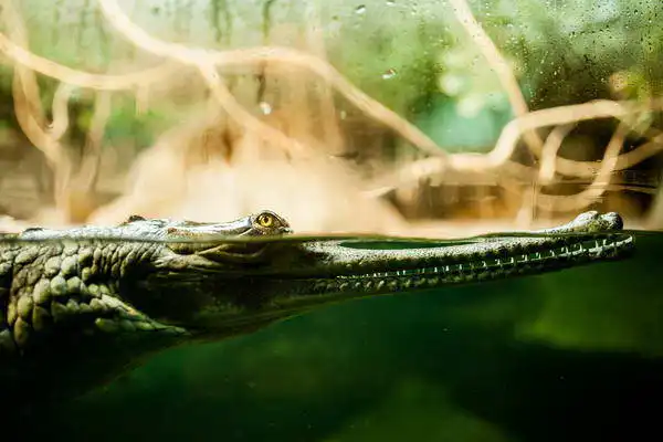 Zuzana a Josef Havlin: Crocodile eye