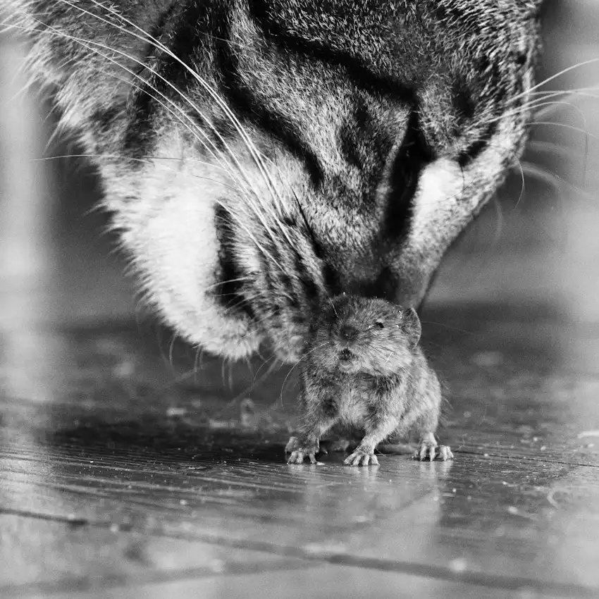 Pixi: Deadly games ...