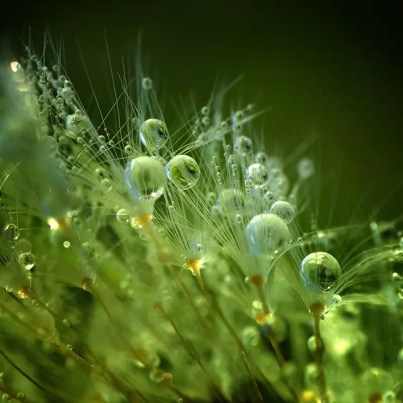 Maier, Norbert: Morning Perls