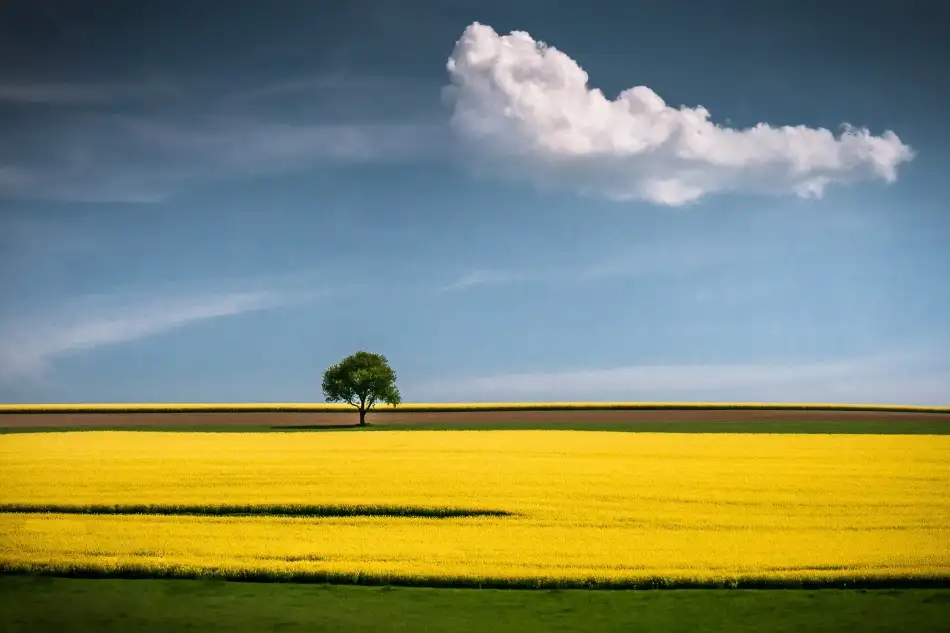 Wonisch, Andreas: L'arbre et le nuage