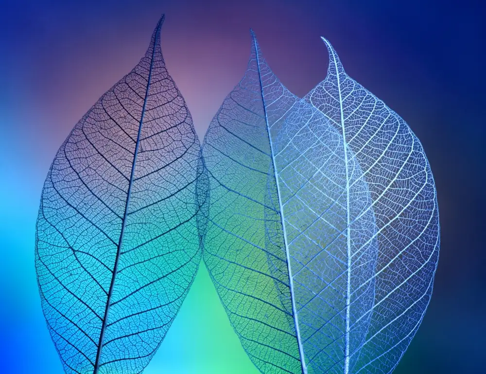 Kowatari, Shihya: Prismatic leafs