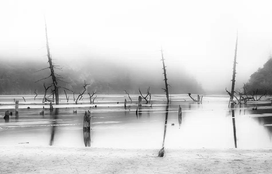 Marino, Nicolas: Desolated