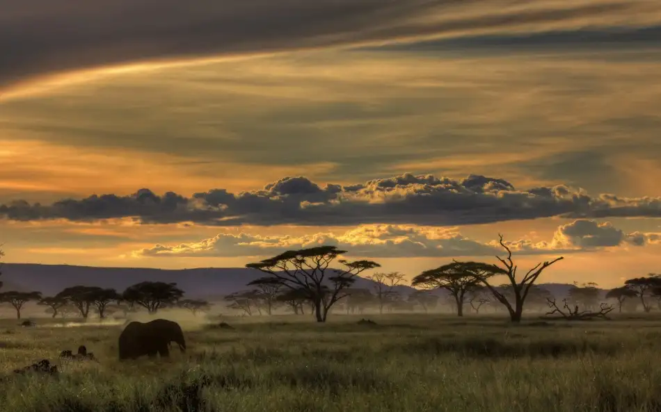 Eichelberg, Amnon: Africa