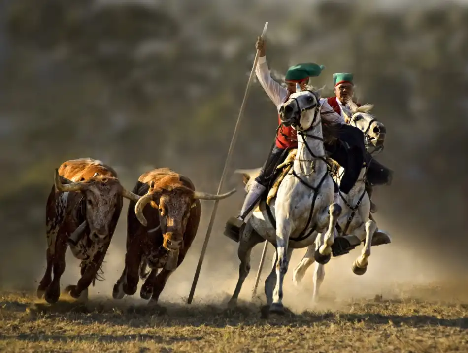 Jovelino: Campinos of Portugal