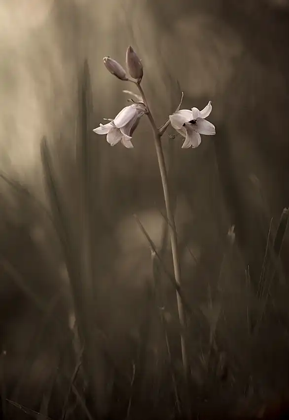 Wallberg, Allan: A small flower on the ground