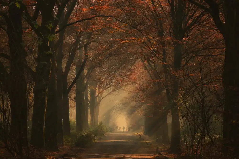 Robert: Autumn walk