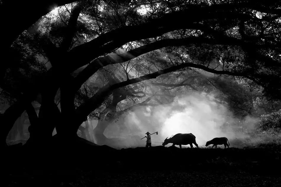 TAN, JINNY: Farmer with his buffalos