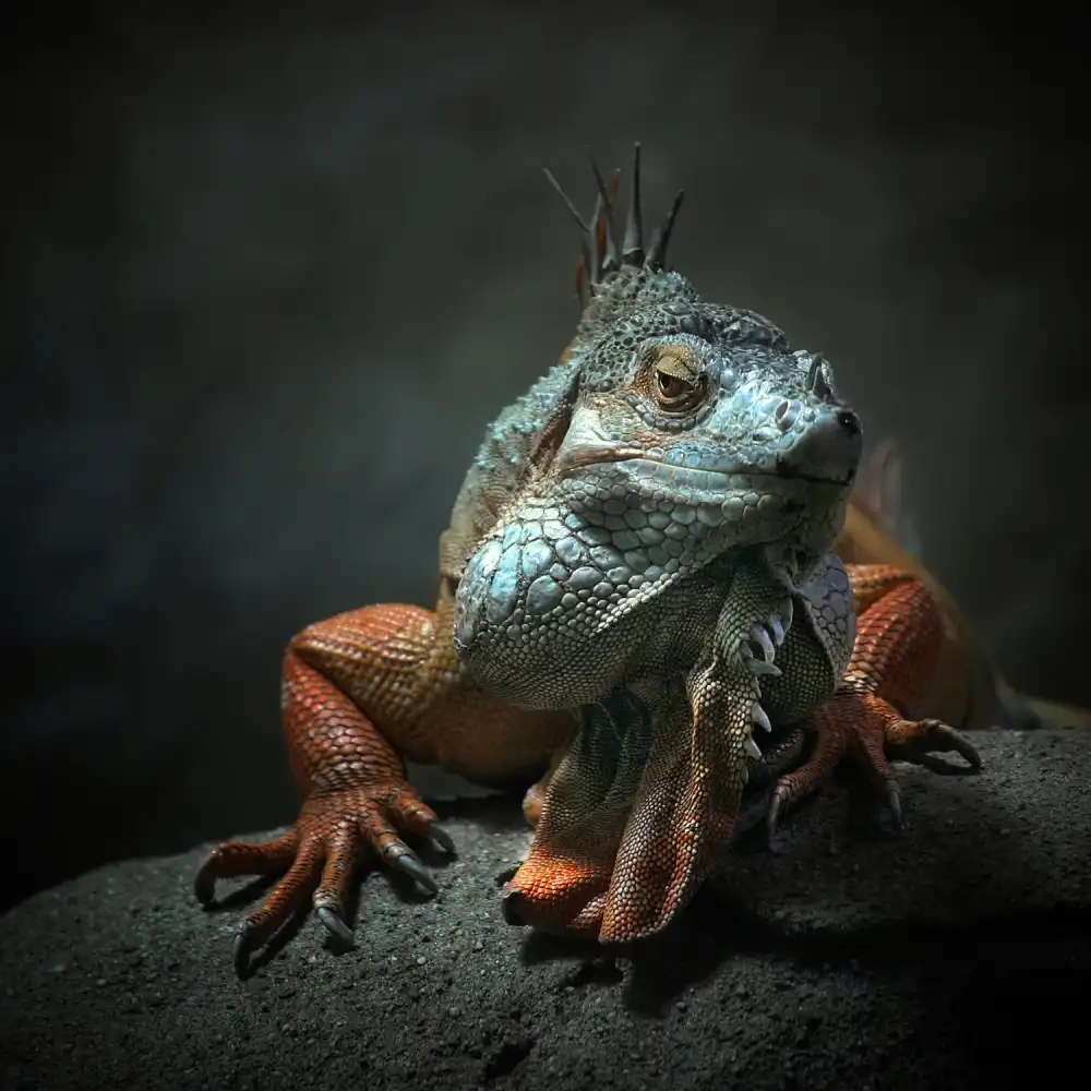 Droste, Holger: I am the King ,.. who else !