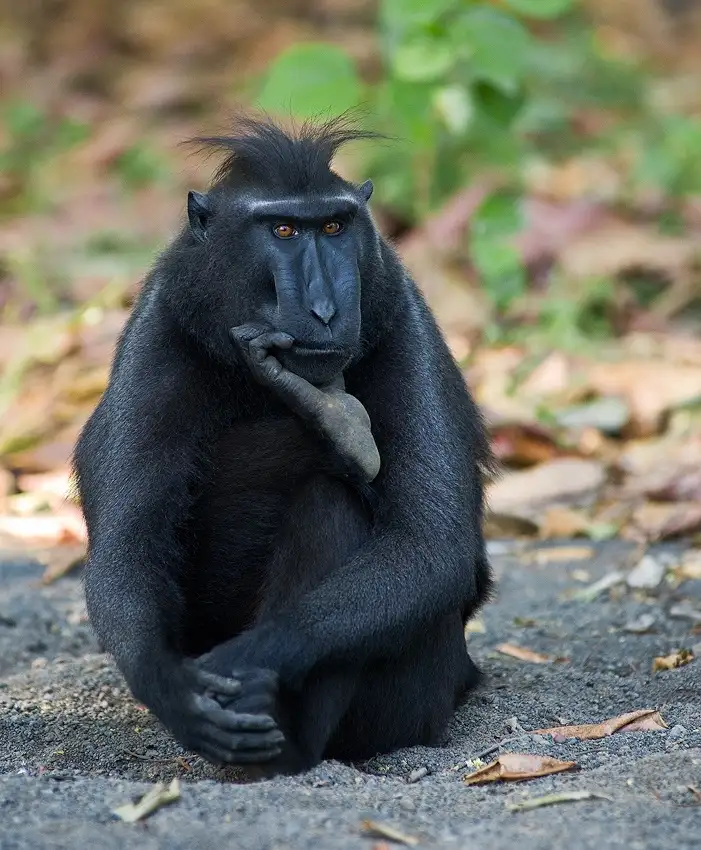 Wrobel, Karsten: The Thinker