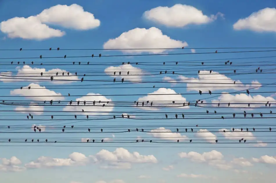 Lim, Jared: Cantus Arcticus - Concerto for Birds
