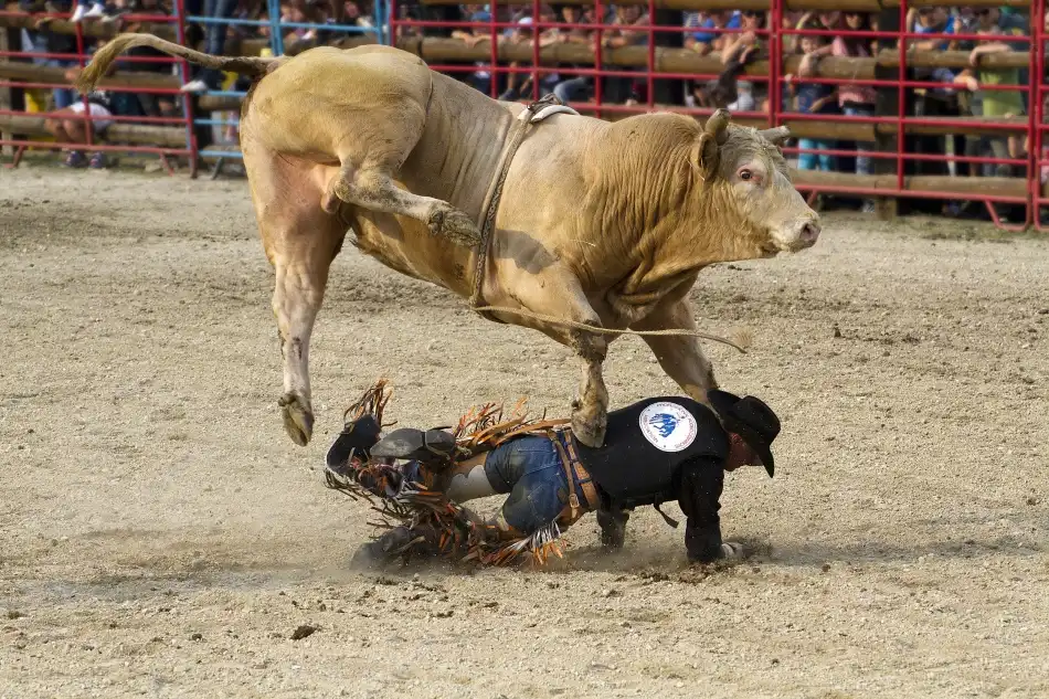 Majkut, Peter: Bullrider