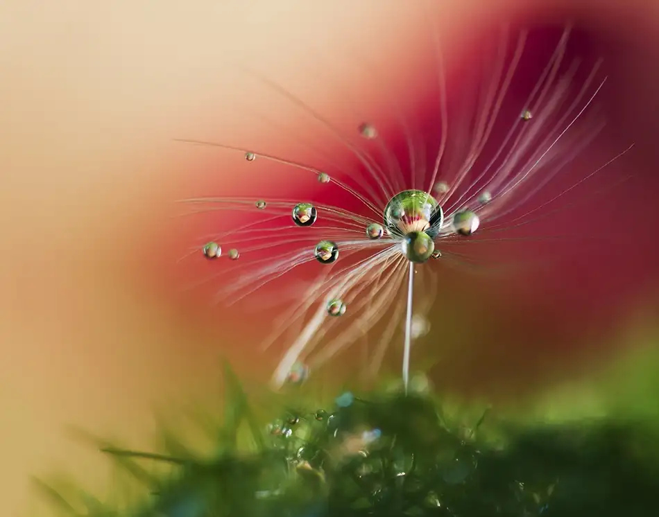 Westum, Heidi: Red Morning