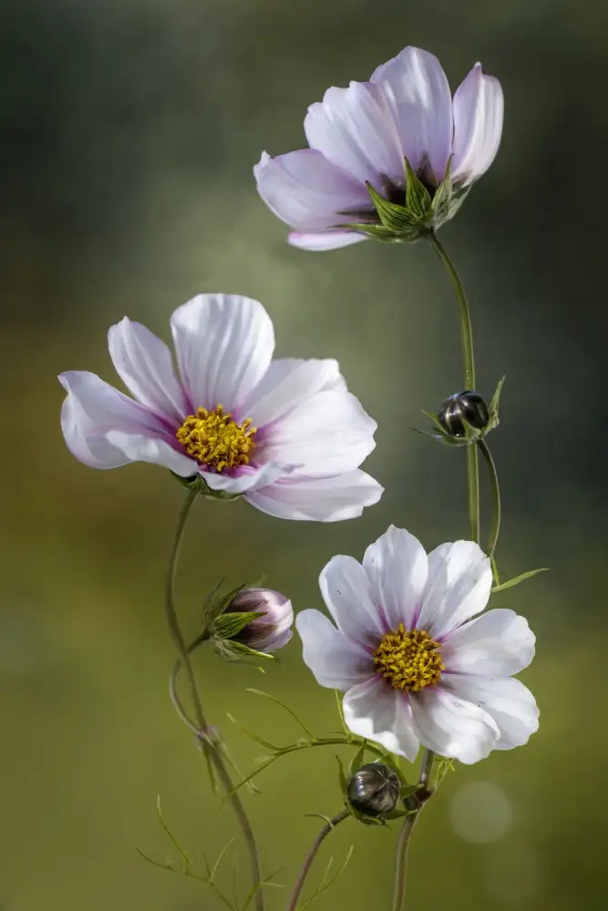 Disher, Mandy: *Cosmos