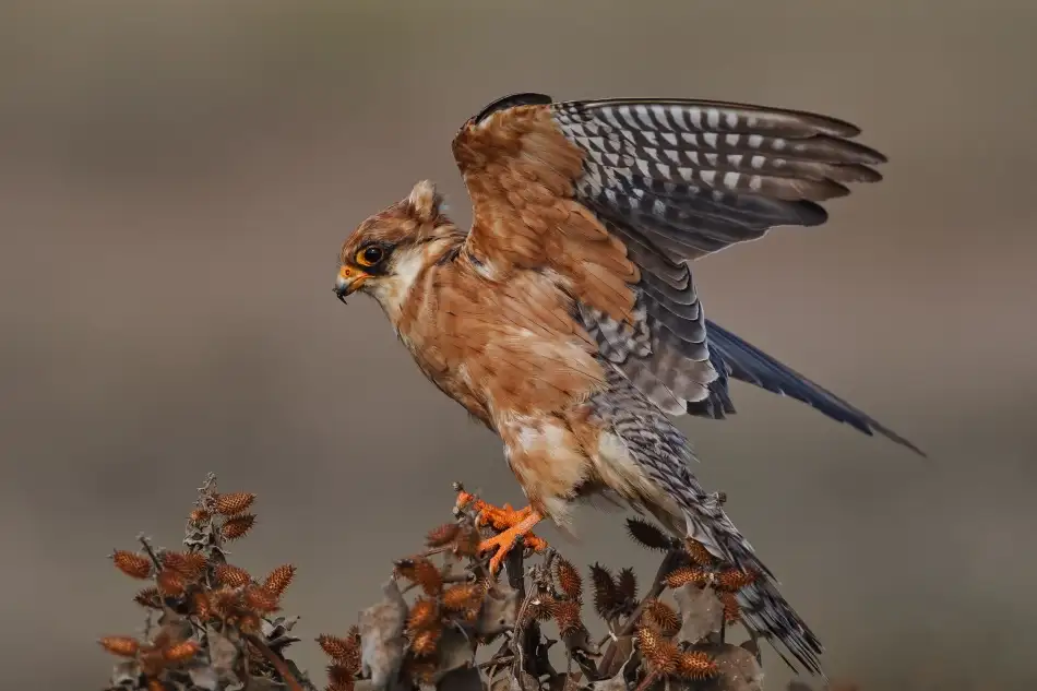 Gavra, Assaf: Red Foot Kestrel - Female