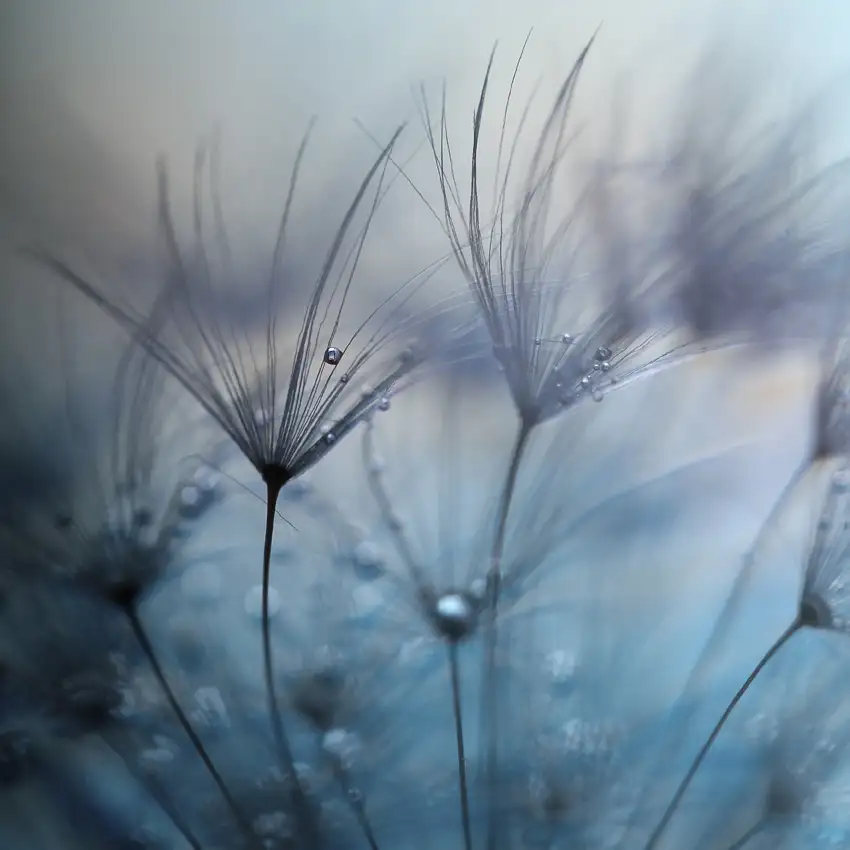 Irthum, Mathieu: Teardrops