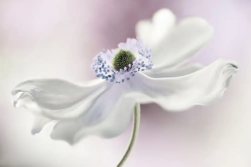 Disher, Mandy: Anemone breeze
