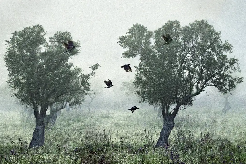 Amer, S.: Crows in the mist