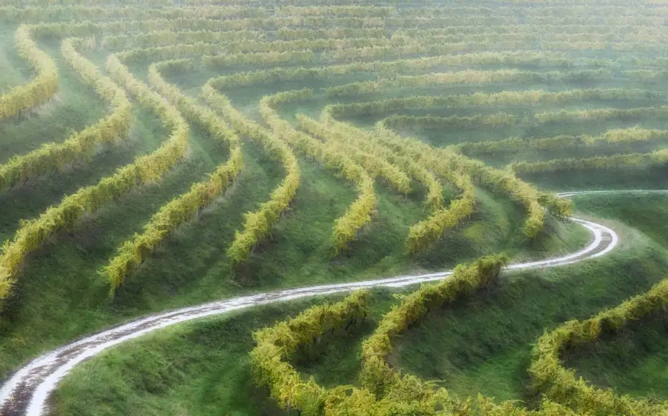 Pajic, Samir: curves