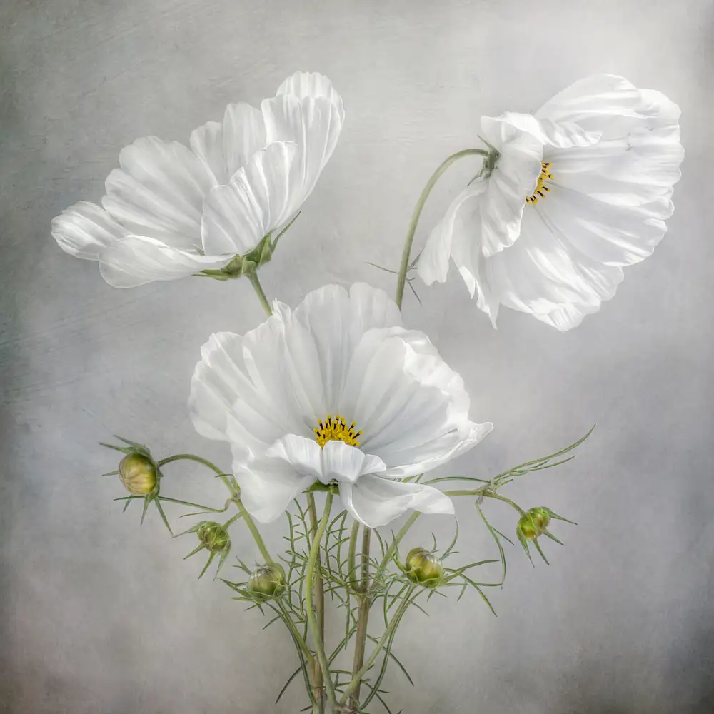 Disher, Mandy: Charme Cosmos