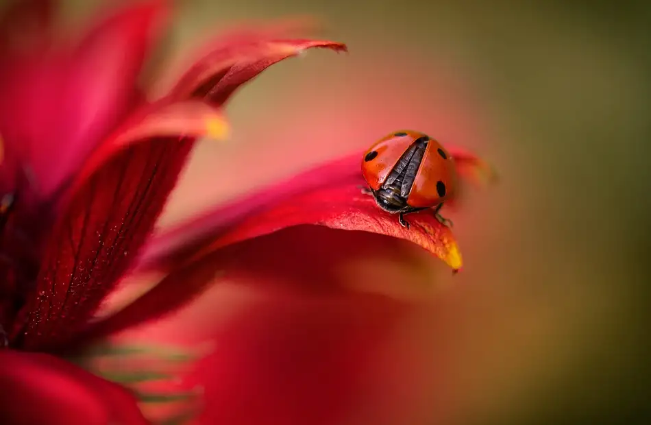 Disher, Mandy: Simplement rouge