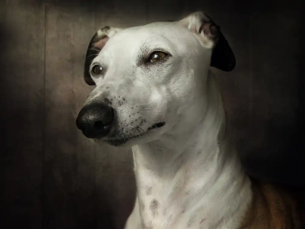 Disher, Mandy: Waiting