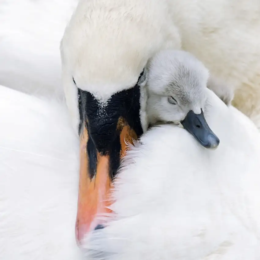Parker, Jacky: A Mother's Love