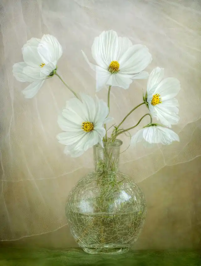 Disher, Mandy: Cosmos breeze