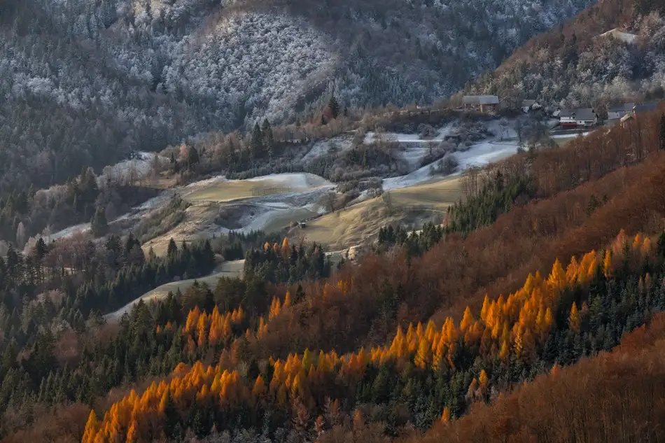 Godec, Rok: Rote Baumgrenze