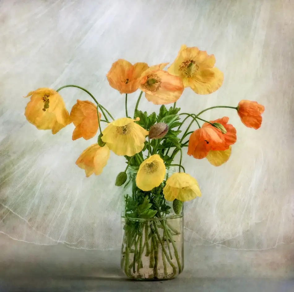 Disher, Mandy: Nella finestra