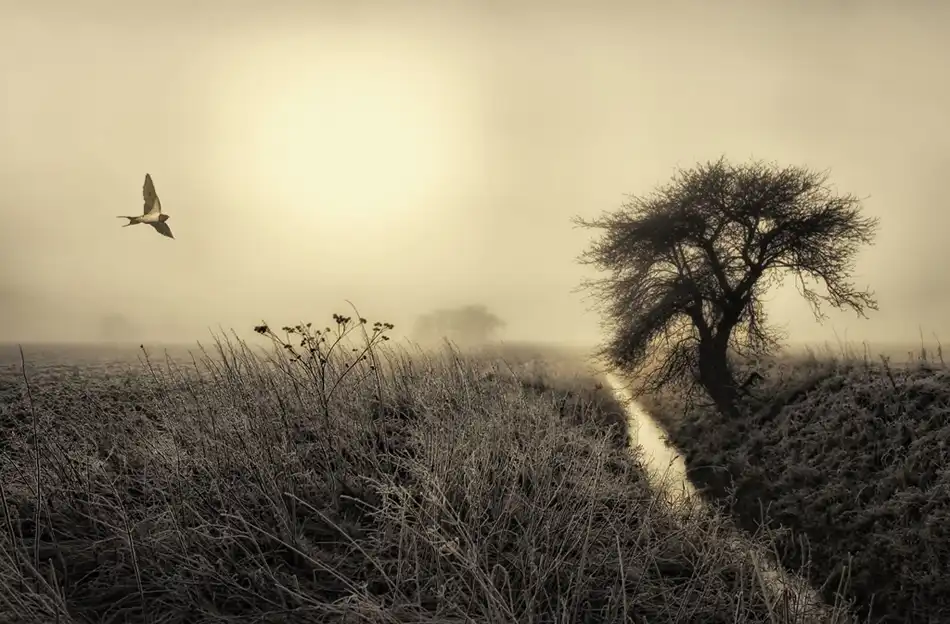 Mathiesen, Kent: Morning mood