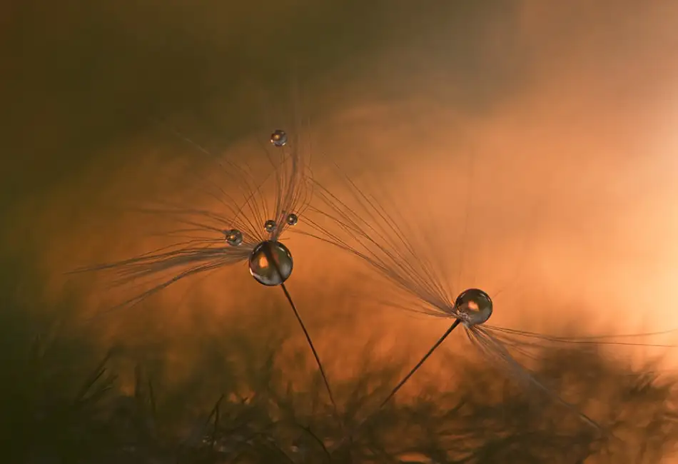 Westum, Heidi: Forest fire