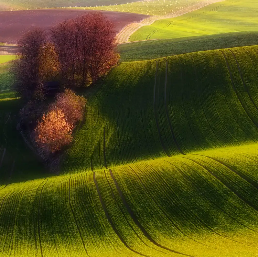 Krol, Bax Piotr: Green fields